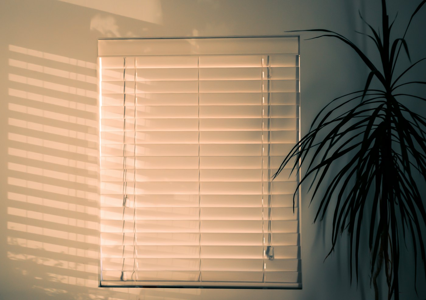 Warm sunlight falling through a white venetian blind beside a houseplant